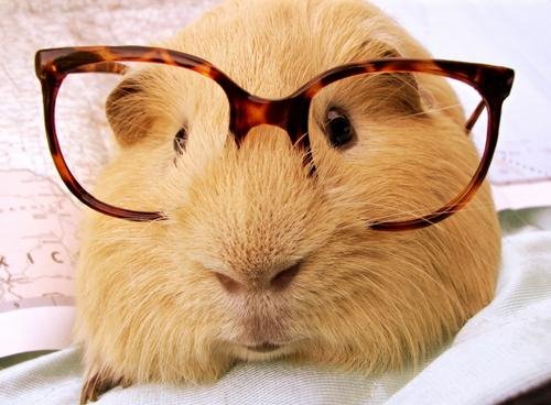 One Sophisticated Guniea Pig