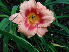 Daylily