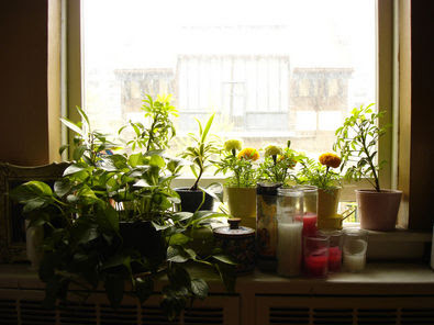 Plants For Window Sills saffron and silk window sill magic Plants For Window Sills saffron and silk window sill magic