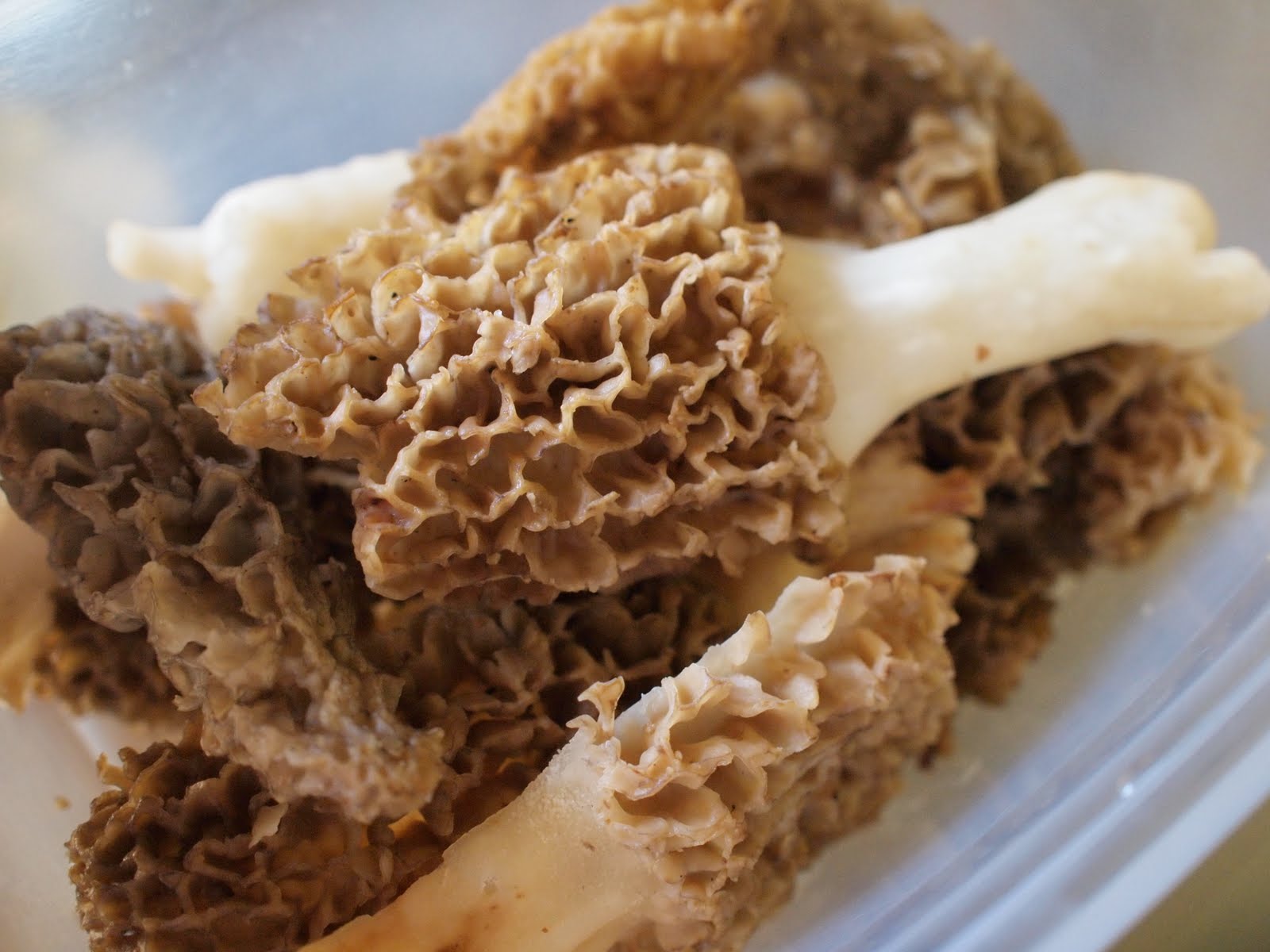 This is Gonna Be Good Cooking Morels