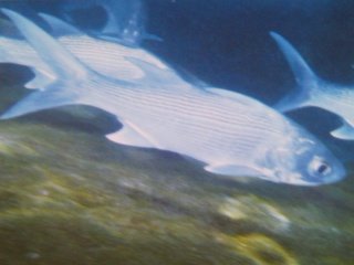 [Threadfin+Sixfeeler.jpg]