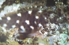 [Hawkfish+Marbled.jpg]