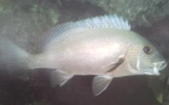 [Sweetlips+Gold-Spotted.jpg]