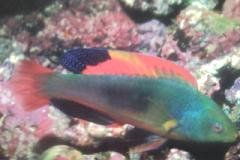 [Wrasse+Redtailed.jpg]