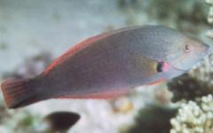 [Wrasse+Black.jpg]