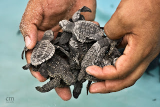 chris martin photography _turtles 7