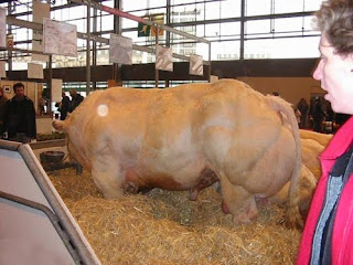 Monster Cows picture