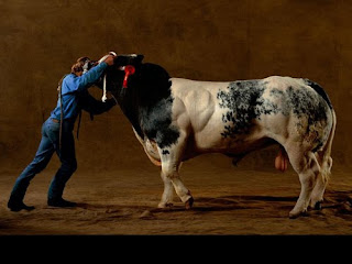 Monster Cows picture