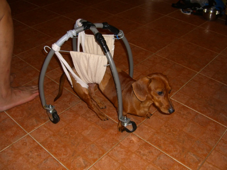 [dog_accessories.PNG]