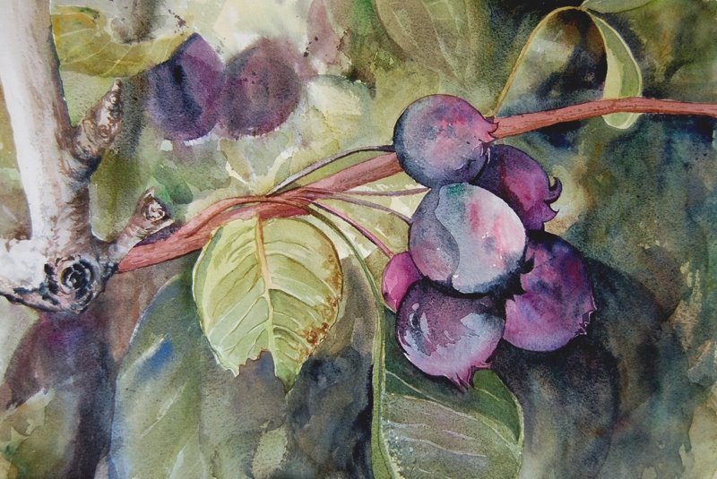 [on+an+limb+14quartby20half.jpg]