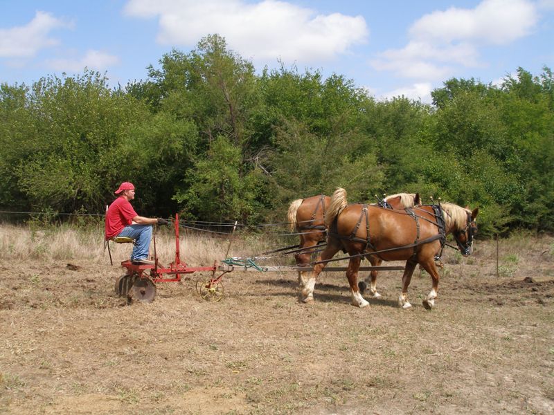 The Green Teamster Using a horse drawn disk