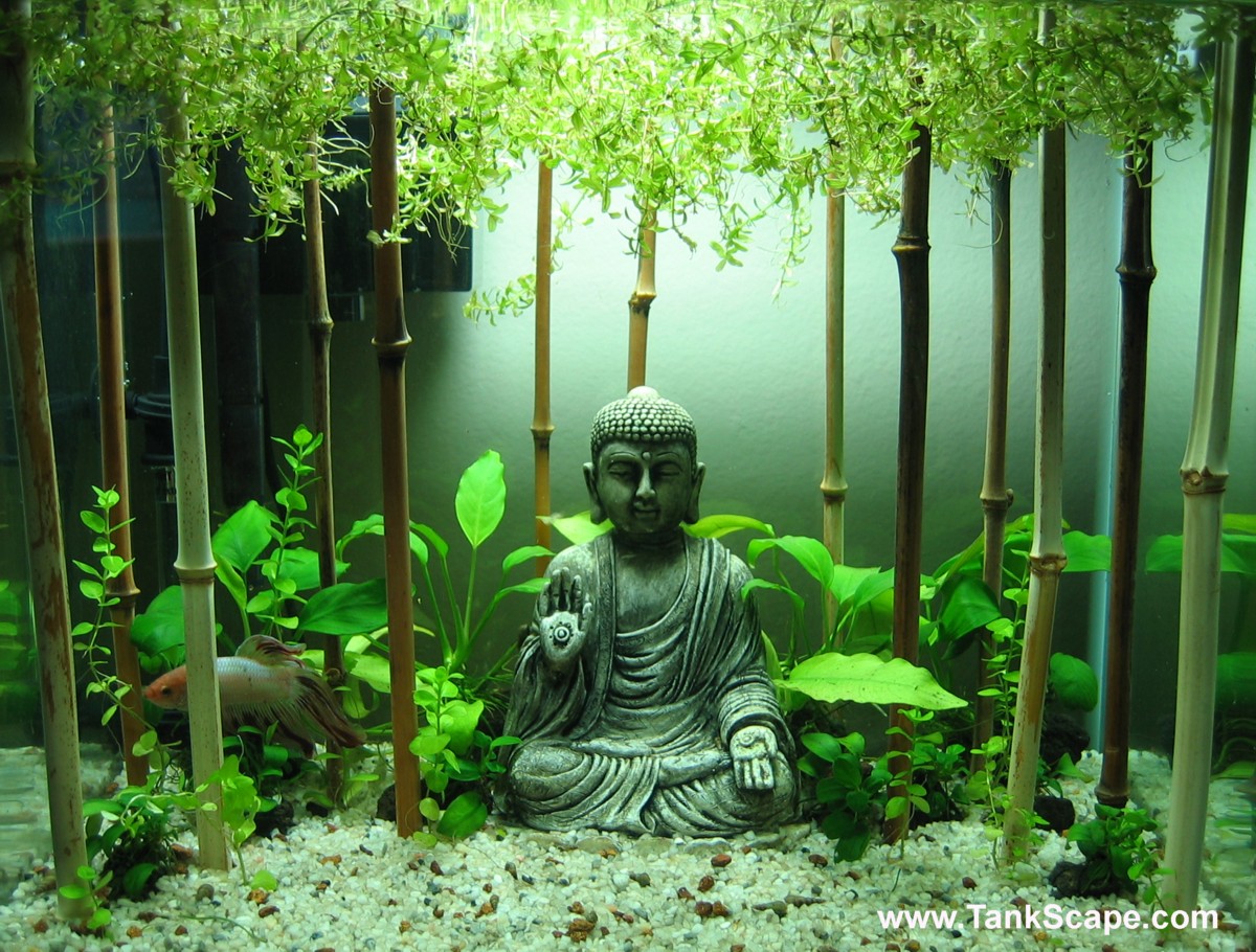 Tank Scape: My Planted Buddha Betta Tank