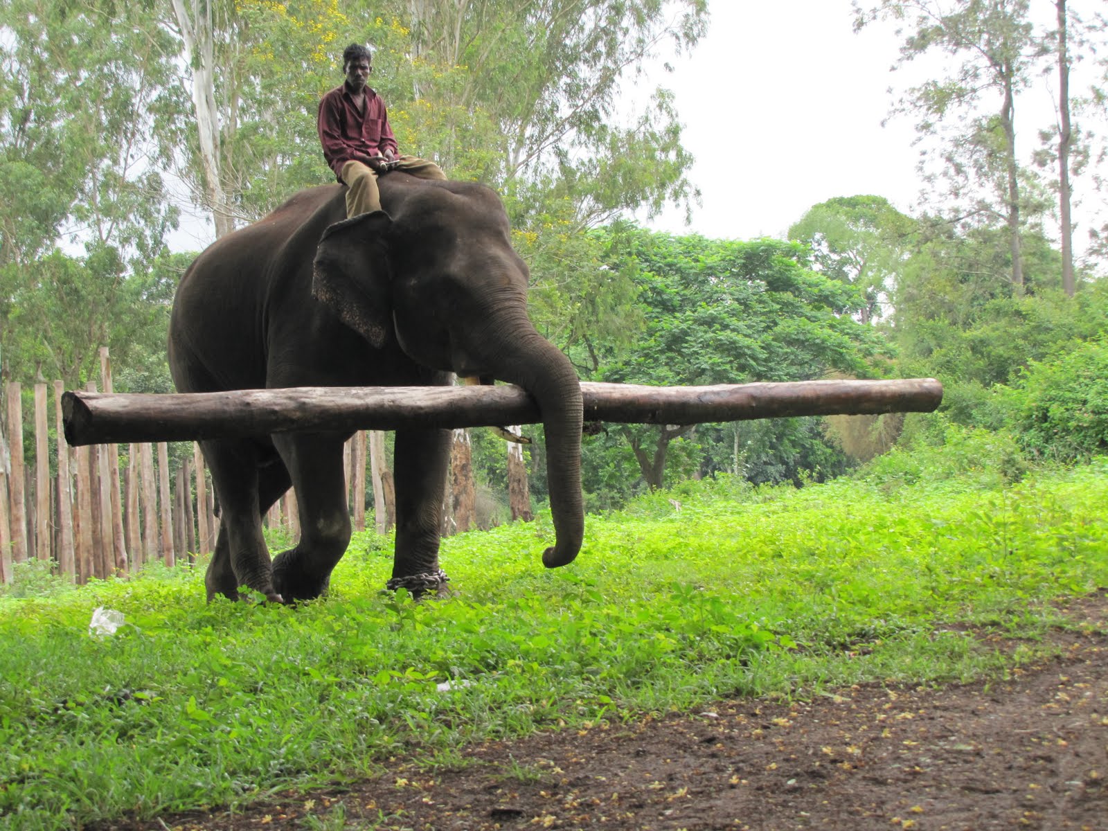 The Orange Forest Lifting a log from the Orange forest