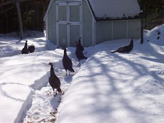 Turkeys in the snow