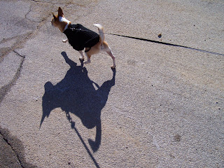 Chihuahua dog and shadow