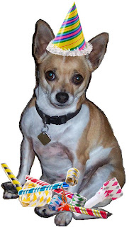 Yappy Birthday means happy birthday from party hat Chihuahua