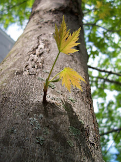 Macro Norway Maple leaves in sunlight