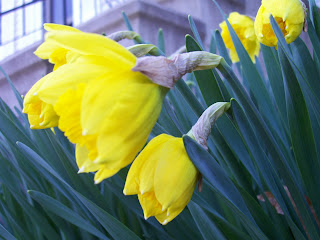 Macro yellow daffodils
