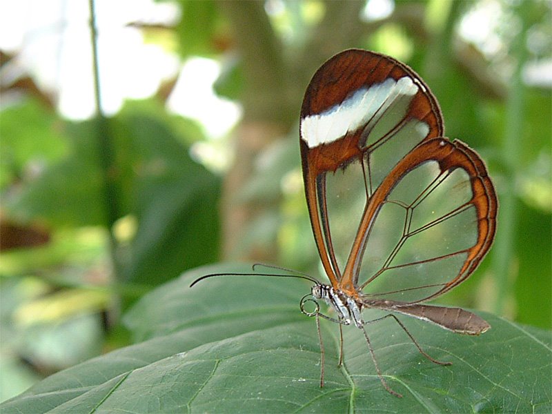 [Glasswing+Butterfly.bmp]