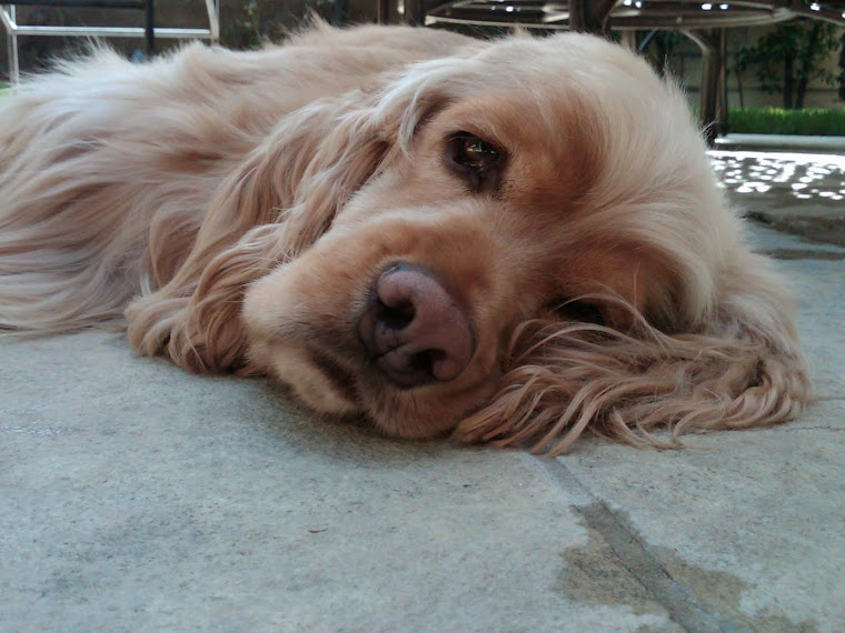 Tired Puppy after rounds