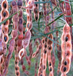 Pods And Seeds