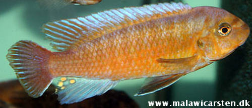 Meu Malawi 300L (Haps + mbunas) - Página 2 Labeotropheus+trewavasae+Chiloelo+malawicarsten