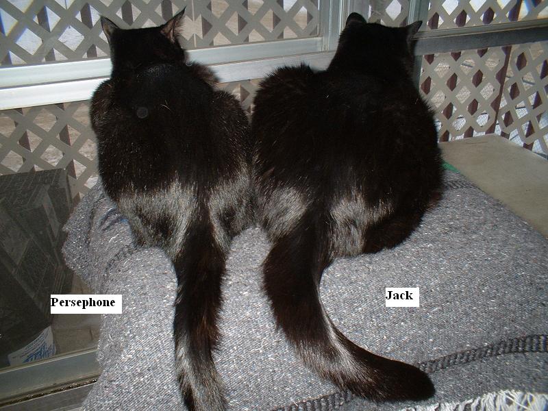 [Tails.JPG]