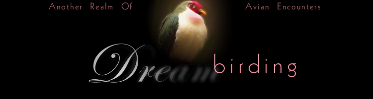 Dreambirding - Another Realm of Avian Encounters