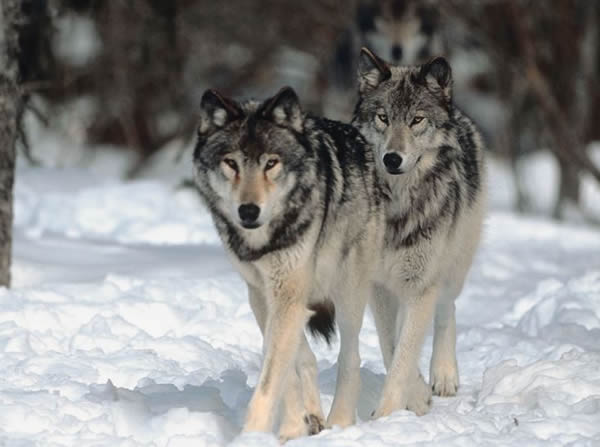 [wolf.jpg]