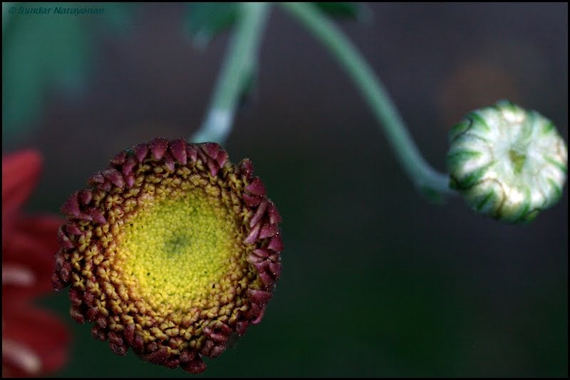 Chrysanthemum Bud