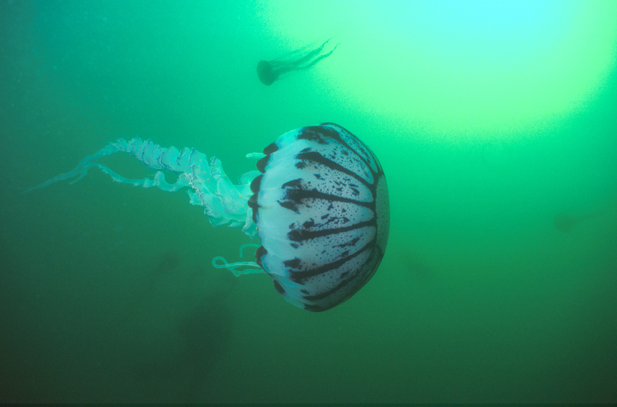 SEANews The Demise of Phytoplankton Earths ultimate Producer