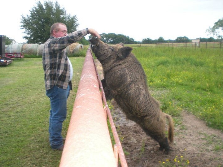 hogs in texas