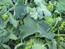 Ladies Mantle Harvest