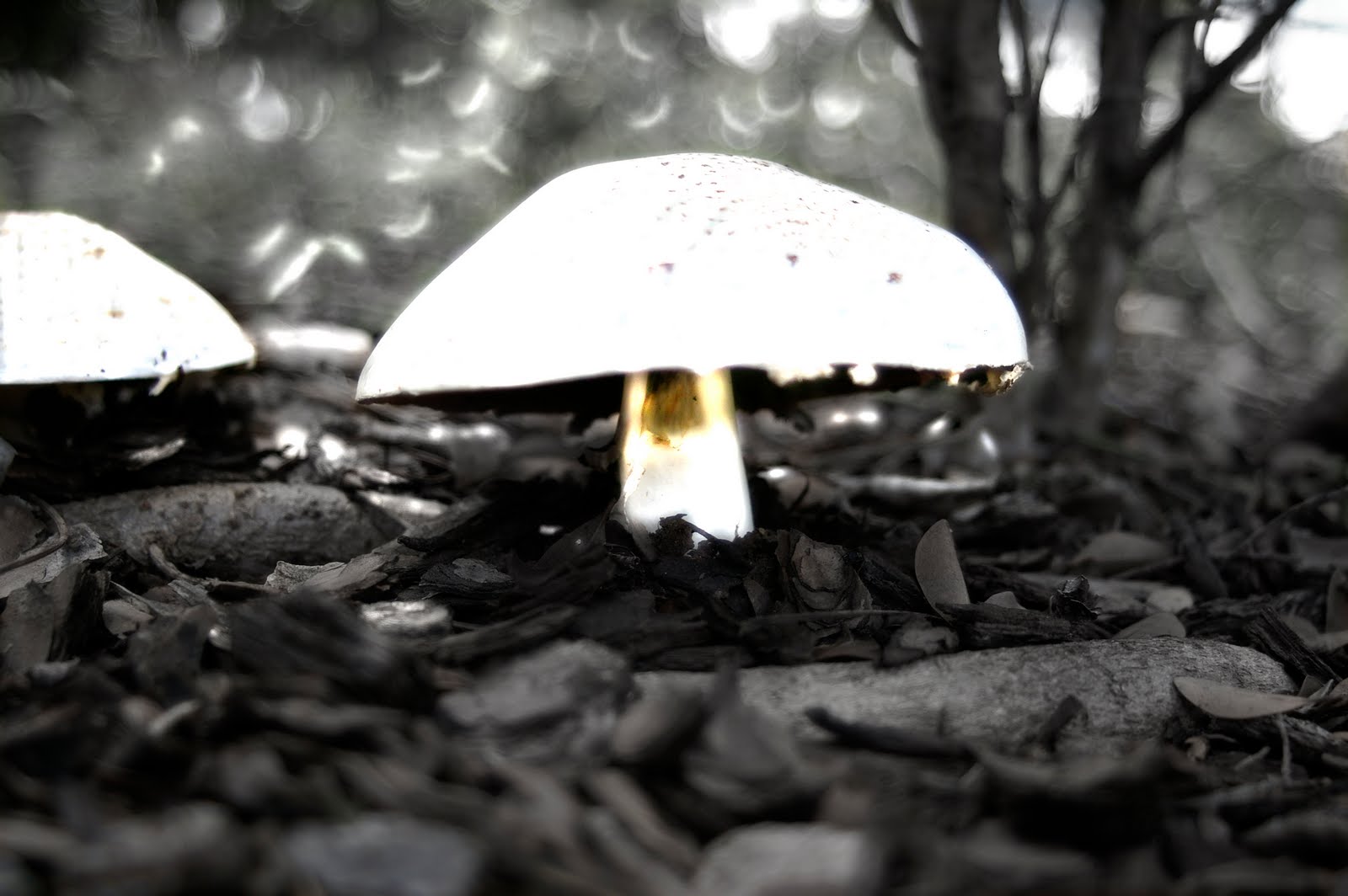 [mushrooms-altered.jpg]