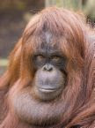 orangutanfacts