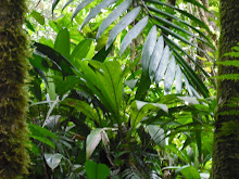 rainforest