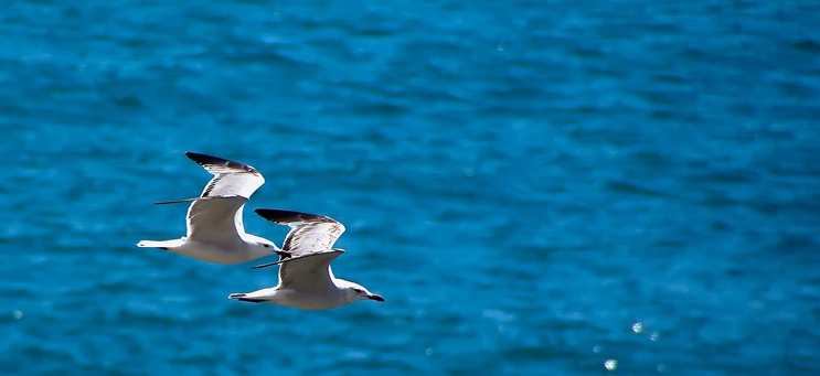 [gaviotas3bqd1.jpg]