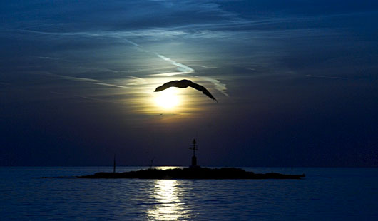 [sea_gull2.jpg]