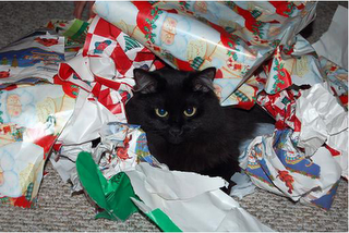 Paul Bishop Writer Wrapping Presents With A Cat