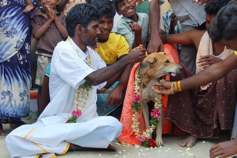 [dogmarry2_wideweb__470x314,0.jpg]