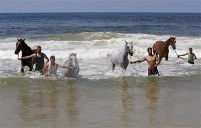 [pali-horses-Gaza.jpg]