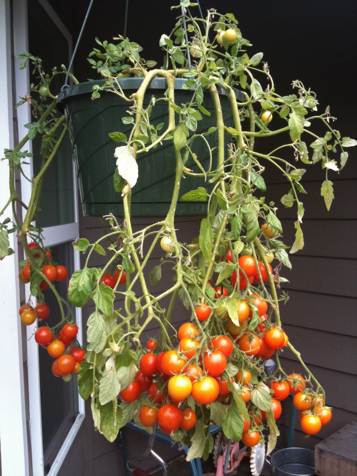 Help with growing a tomato plant? r/gardening