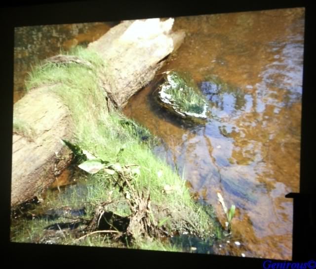 HA A Blog by Sougata Chakraborty Discus Habitat