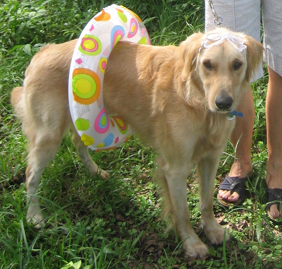 puppy necessities all things puppy necessities all things