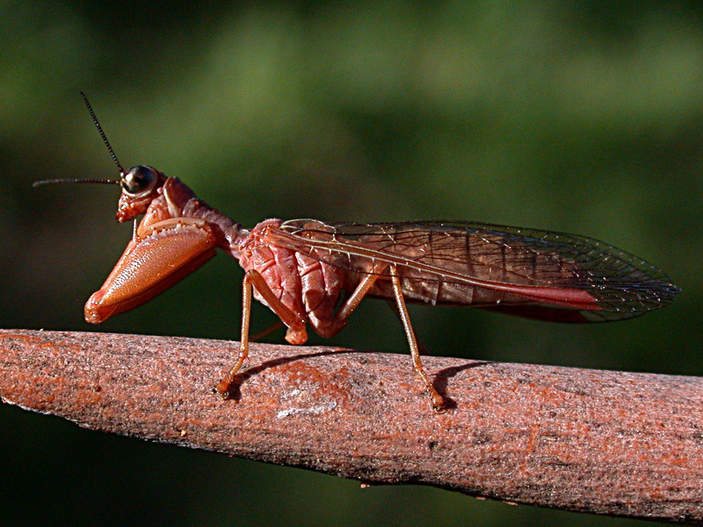 Mantis Fly