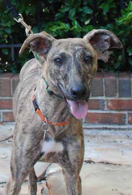 whippet greyhound mix