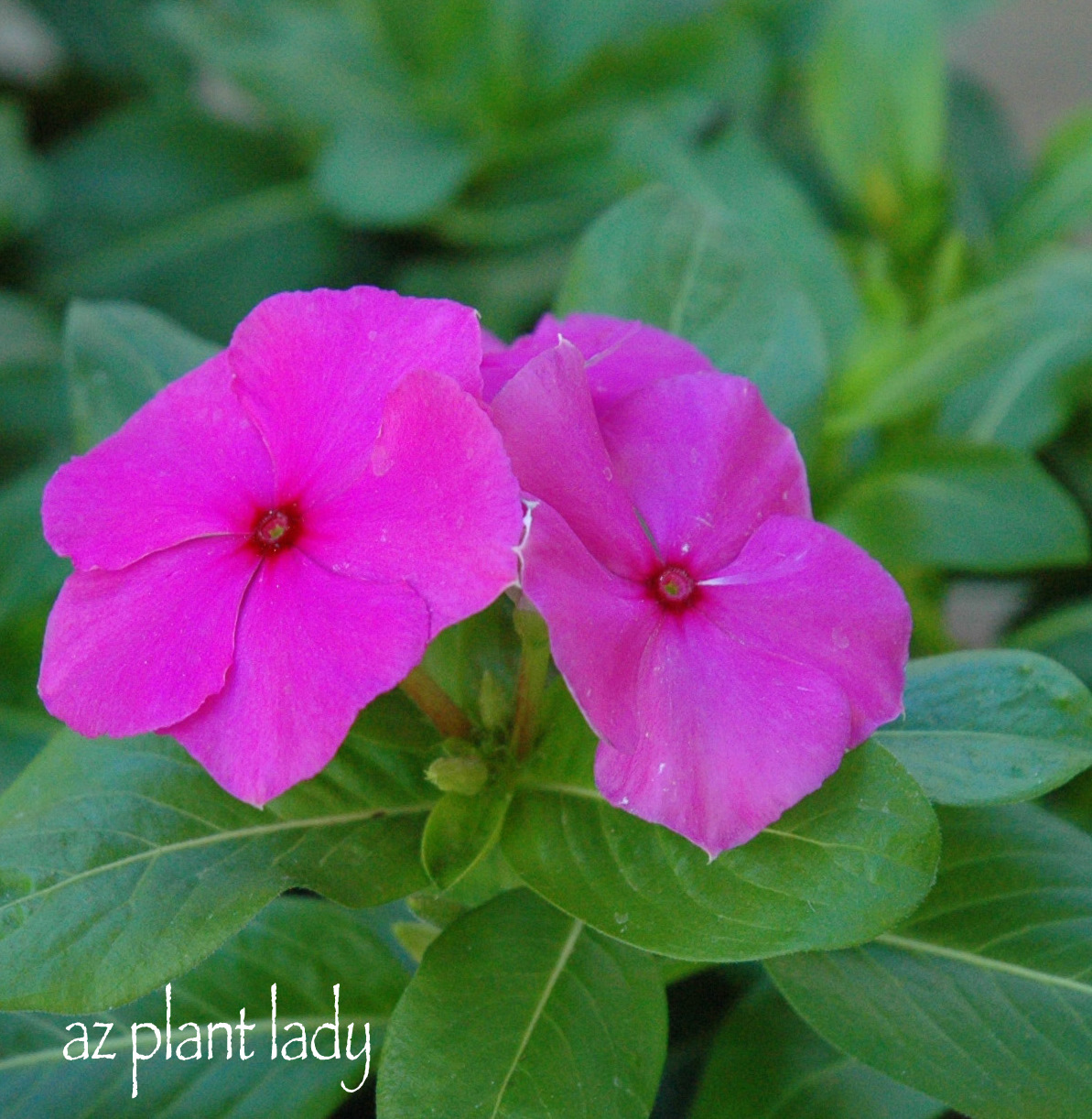 Very, Vibrant Vinca... Ramblings from a Desert Garden