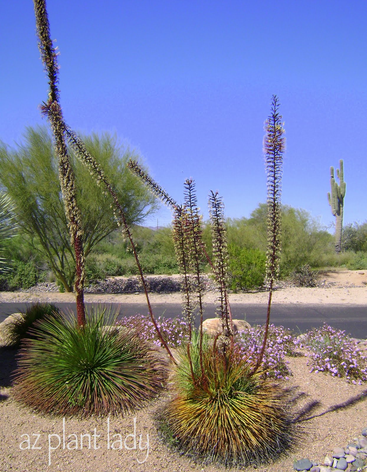 Agave Geminiflora