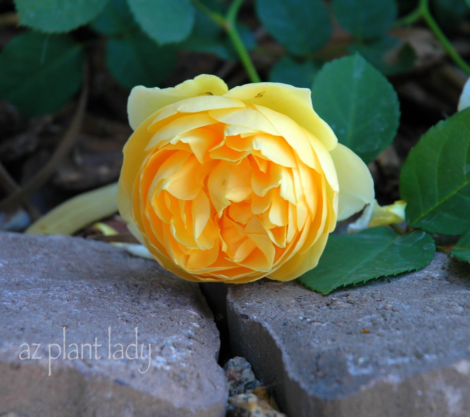 Garden Chronicles How To Keep Roses In Your Tropical Garden