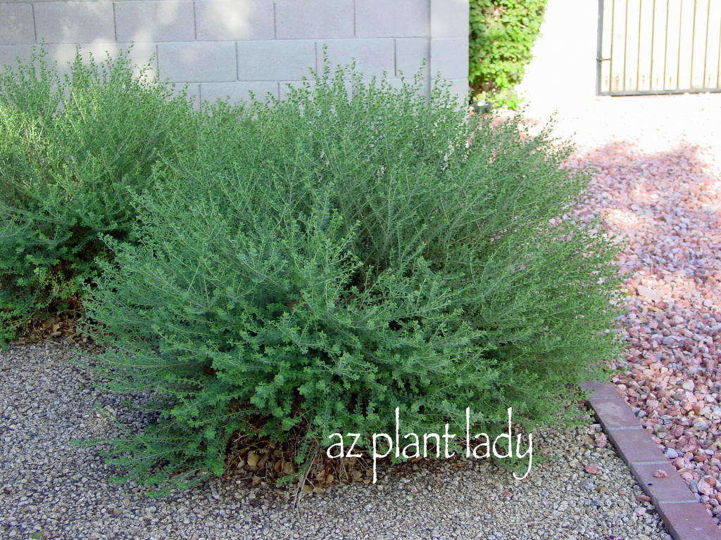 Shrubs Aren T Meant To Be Cupcakes Frisbees Or Pill Boxes